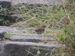 Emberiza chrysophrys