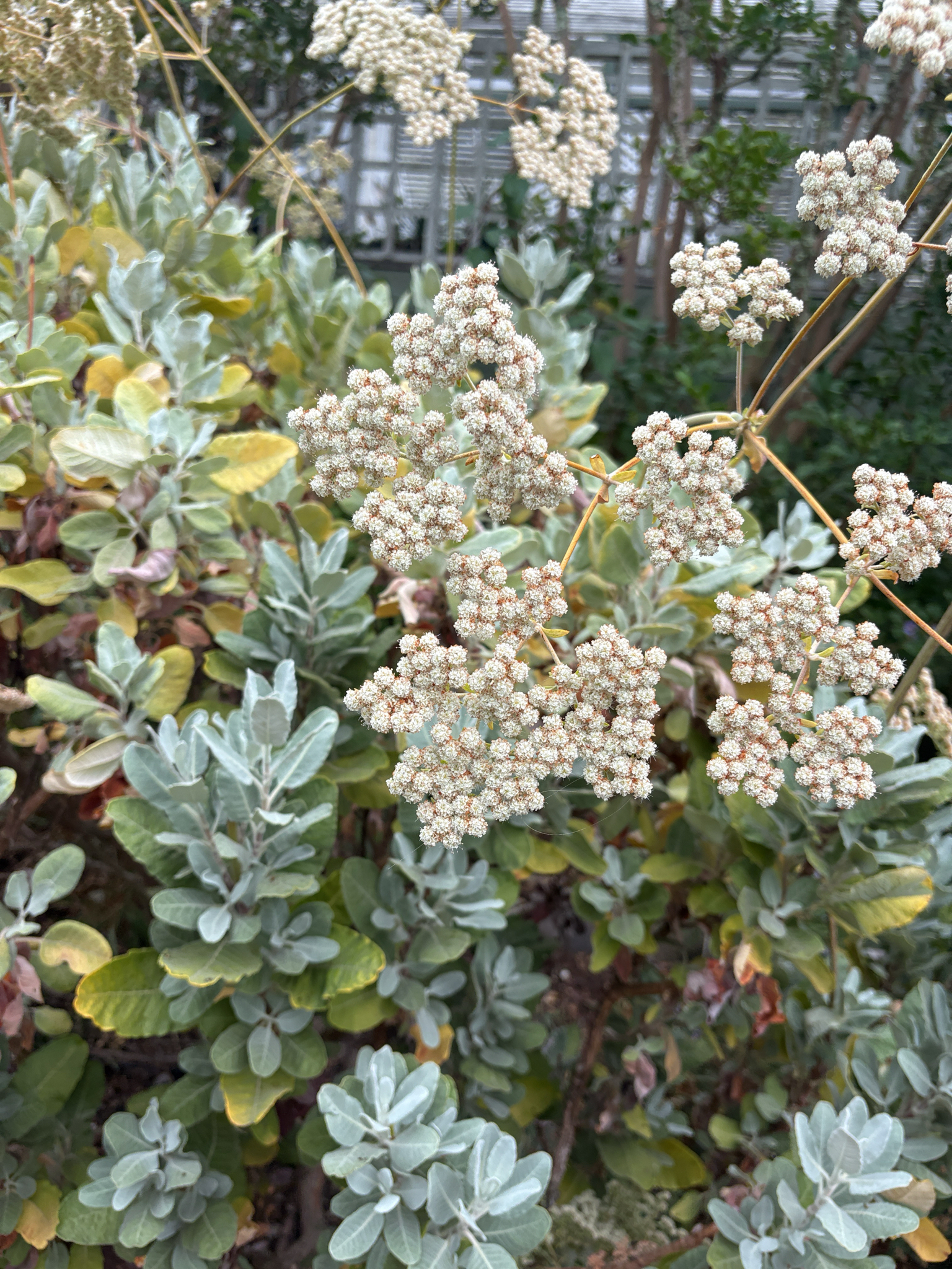 Eriogonum giganteum