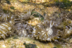 Anthopleura dixoniana