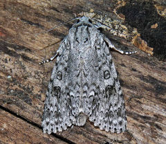 Acronicta impleta