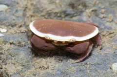 Atergatis integerrimus