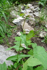 Penstemon whippleanus