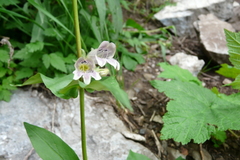 Penstemon whippleanus