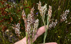 Spatalla racemosa