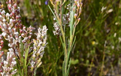 Spatalla racemosa