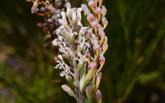 Spatalla racemosa