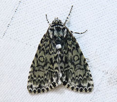 Acronicta heitzmani