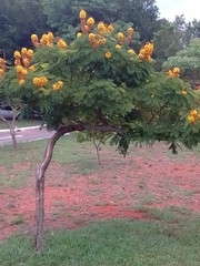 Cenostigma pluviosum