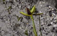 Irideae