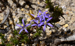 Wahlenbergia subulata
