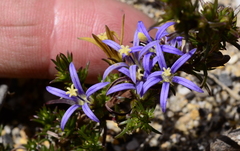 Wahlenbergia subulata