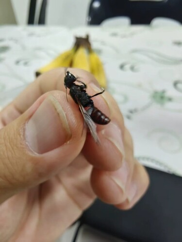 Camponotus nigricans enganensisCamponotus nigricans enganensis