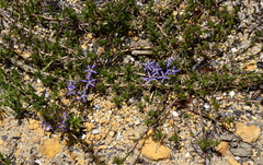 Wahlenbergia subulata