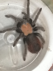 Brachypelma albiceps