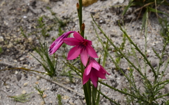Watsonia rogersii