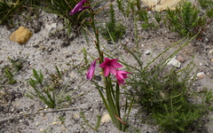 Watsonia rogersii