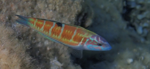 Thalassoma pavo