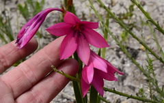 Watsonia rogersii