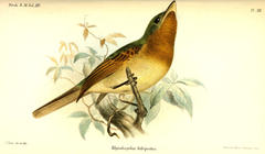 Fulvous-Breasted Flatbill photo 3