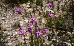Ixia stricta