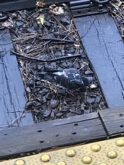Columba livia domestica