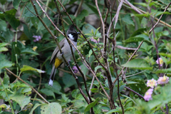 Pycnonotus leucogenys