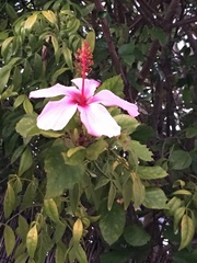 Hibiscus