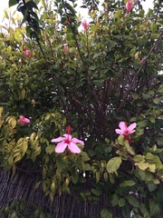 Hibiscus