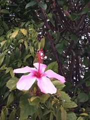 Hibiscus