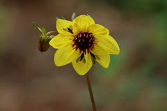 Dahlia tenuis