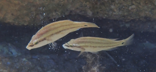 Symphodus tinca