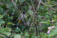 Pycnonotus leucogenys