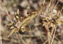 Portulaca californica