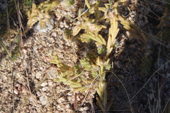 Portulaca californica