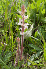 Orobanche crenata