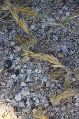 Portulaca californica
