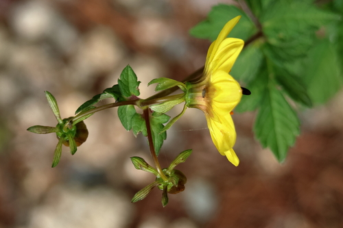 Dahlia tenuis, photograph 1