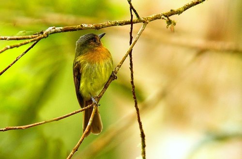 How to identify Leptopogon rufipectus (Lafresnaye, 1846)