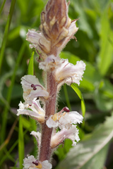 Orobanche crenata