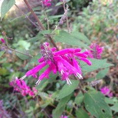 Salvia iodantha