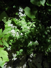 Galium valantioides