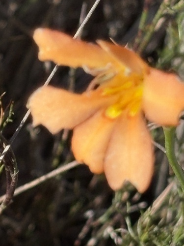 Tritonia securigera, photograph 4