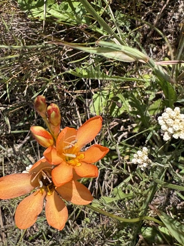 Tritonia securigera, photograph 5