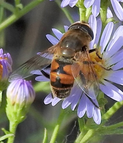 Unknown species found near Bannock County, ID, USA