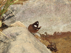 Diaethria bacchis