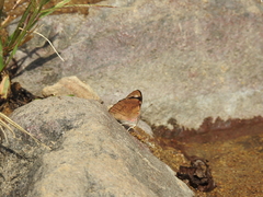 Diaethria bacchis