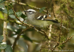 White-Banded Tyrannulet photo 2