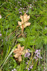 Orobanche alba
