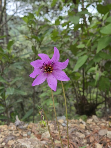 Dahlia australis, photograph 3