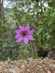 Dahlia australis, photograph (c) Wolfgang Ahlmer, some rights reserved (CC BY)
